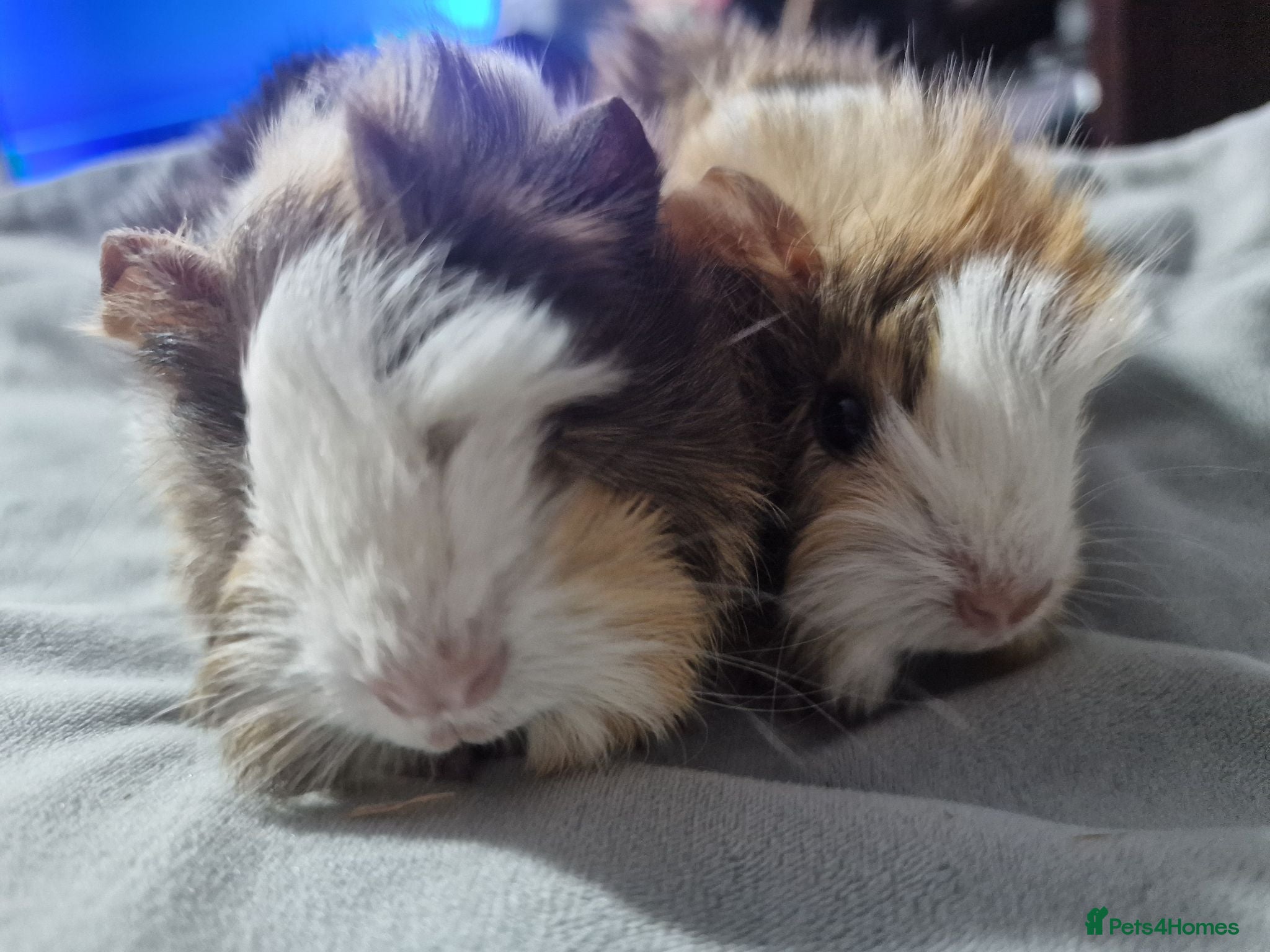 Guinea Pig rodents Abyssinian brothers - Advert 2