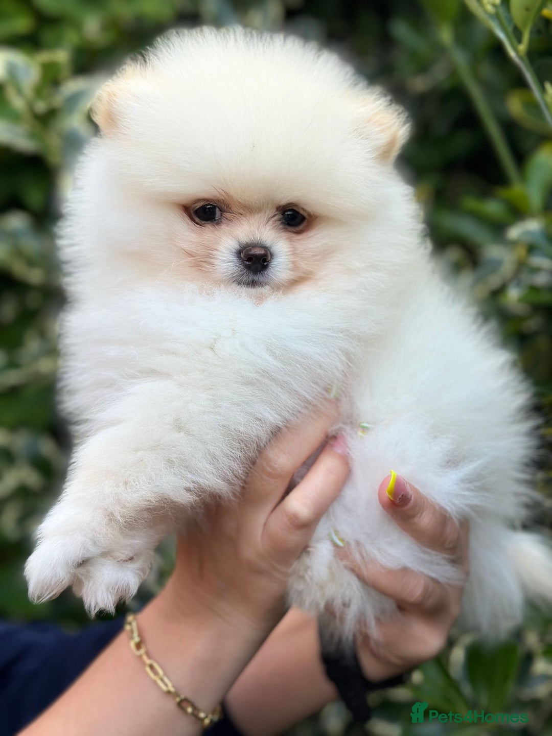 Pomeranian dogs for sale: 3 Gorgeous Pomeranian Puppies-Ready for New Homes - Image 11