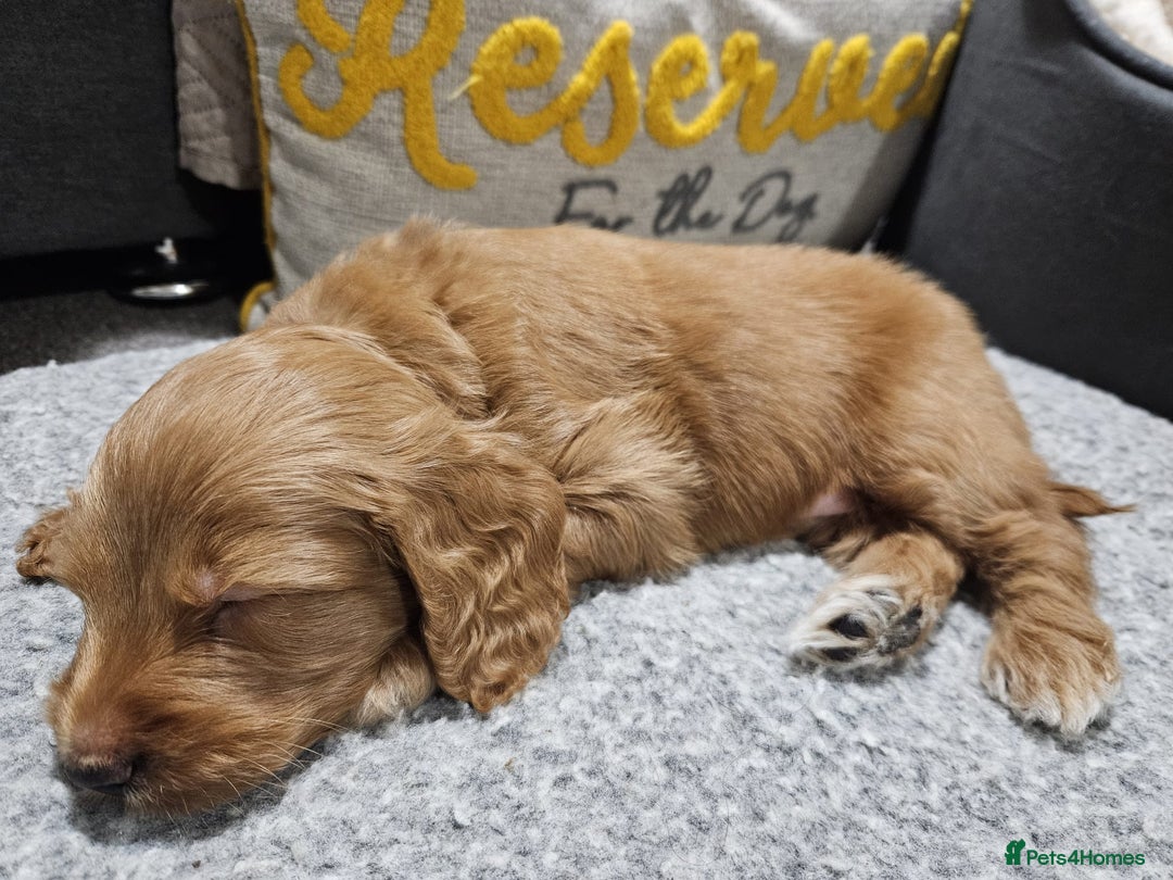 Cockapoo dogs for sale: Gorgeous cockapoo puppies, 2 boys and 2 girls - Advert 22