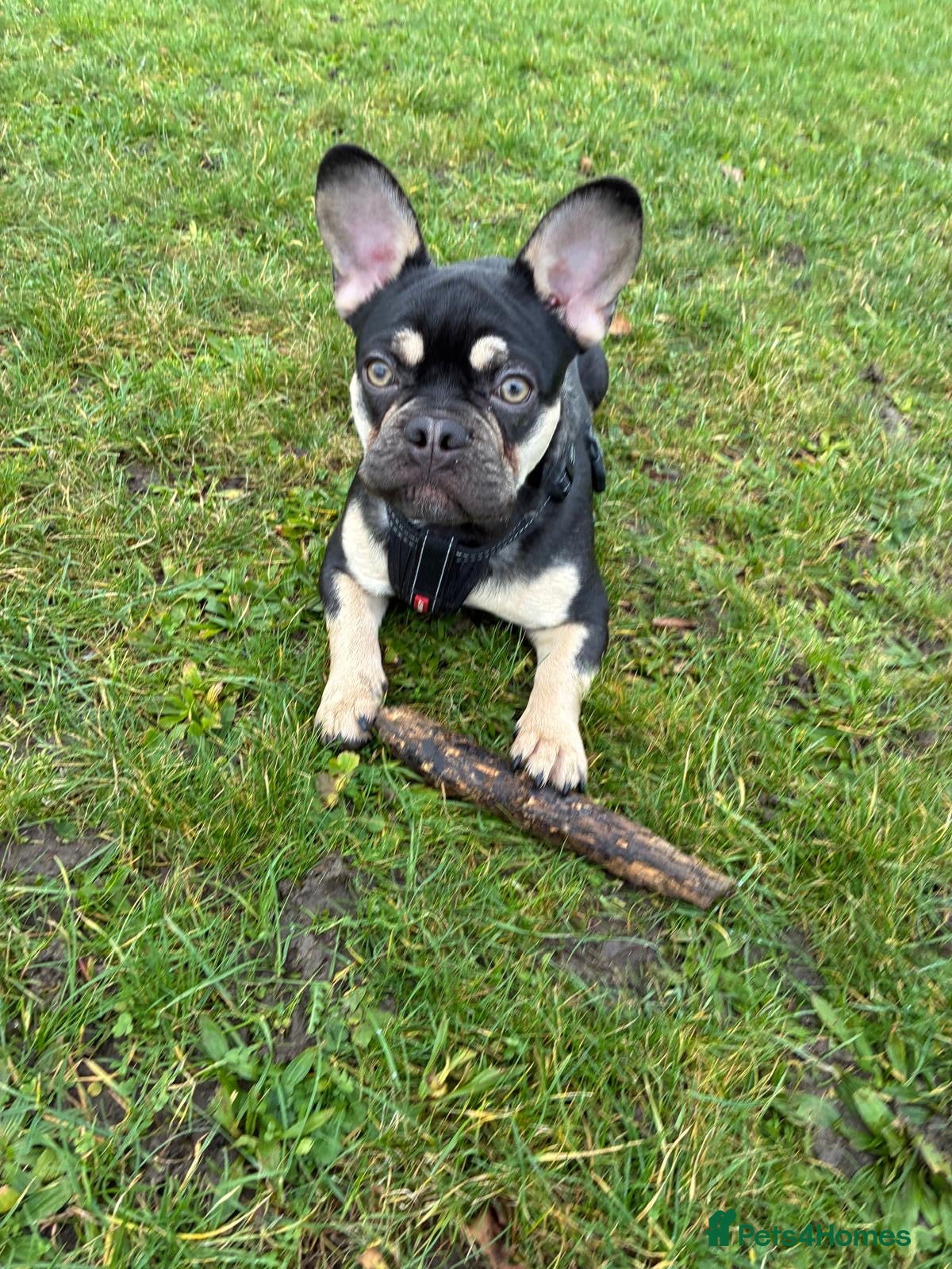 French Bulldog dogs French Bulldog - Male in Leighton Buzzard - Advert 14