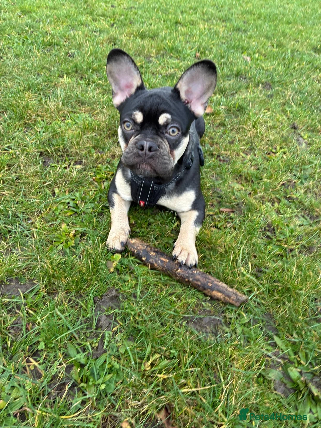 French Bulldog dogs for sale: French Bulldog - Male in Leighton Buzzard - Advert 1