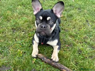 French Bulldog dogs French Bulldog - Male in Leighton Buzzard - Advert 14