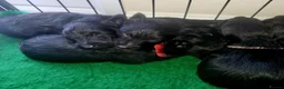 Scottish Terrier dogs for sale: Scottish terrier pups - Advert 3