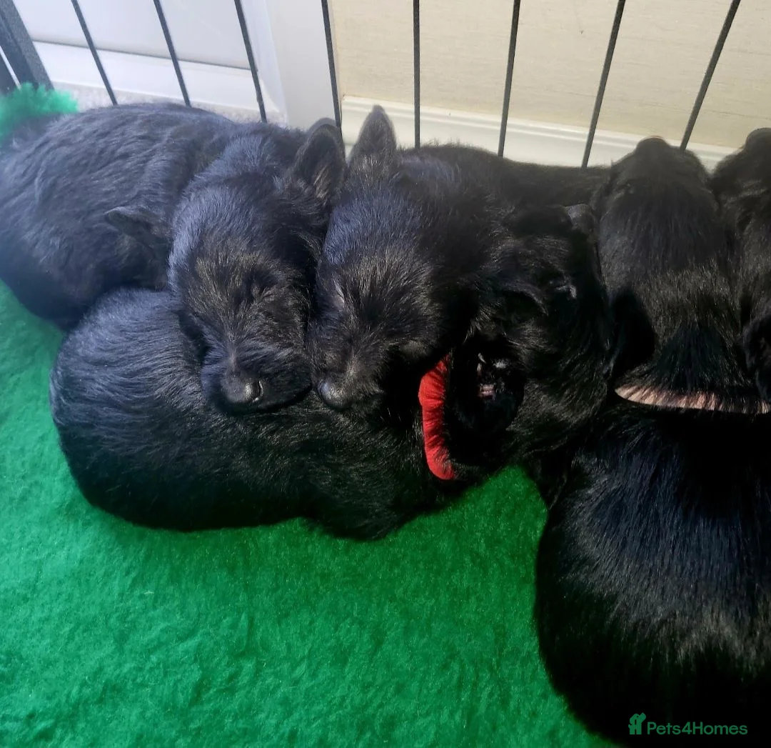 Scottish Terrier dogs for sale: Scottish terrier pups - Advert 3