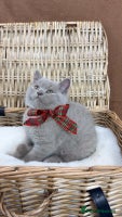 British Shorthair cats - Advert 6