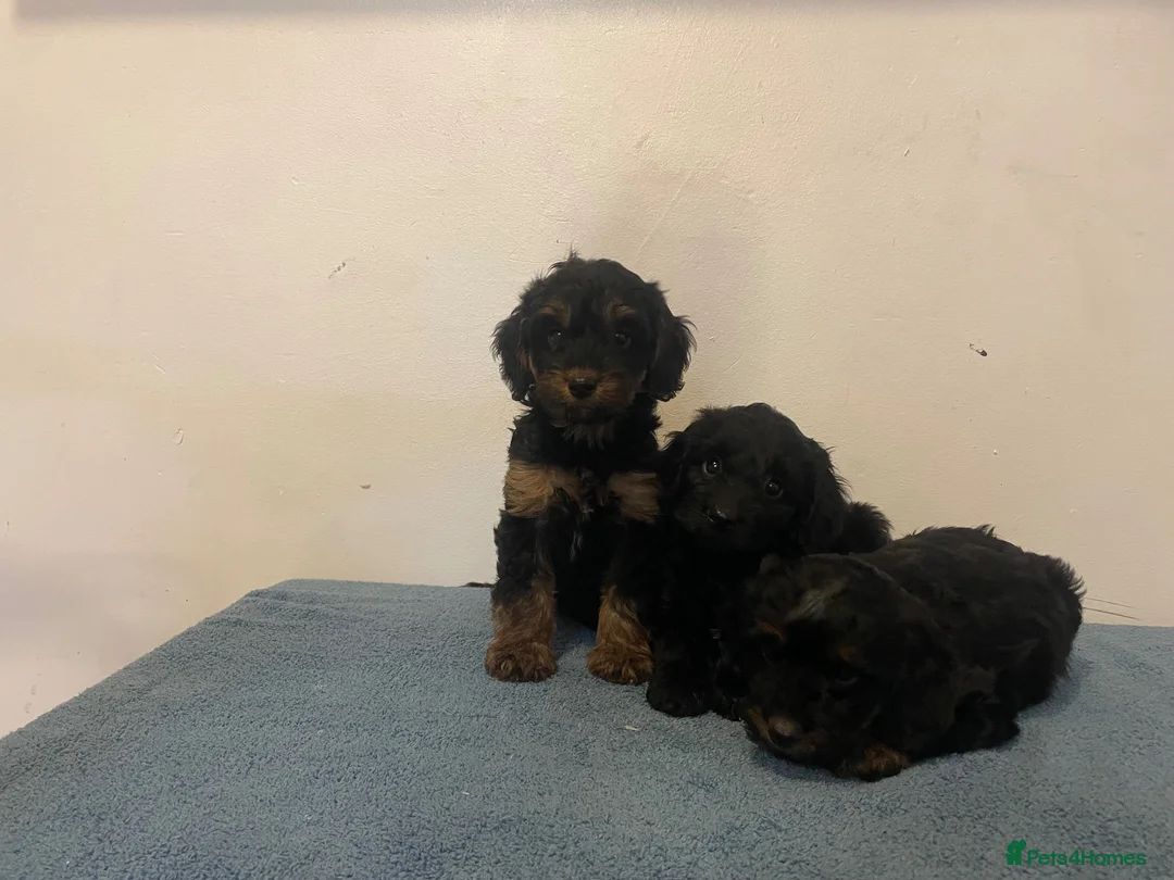 Cockapoo dogs for sale: Beautiful F1 cockapoos - Advert 1