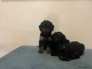 Cockapoo dogs Beautiful F1 cockapoos - Advert 1
