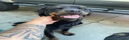 Mixed Breed dogs for sale: Rottweiler x Rottweiler x Akita  - Advert 12
