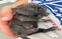 Pug dogs for sale: Beautiful Pug puppies - Image 3