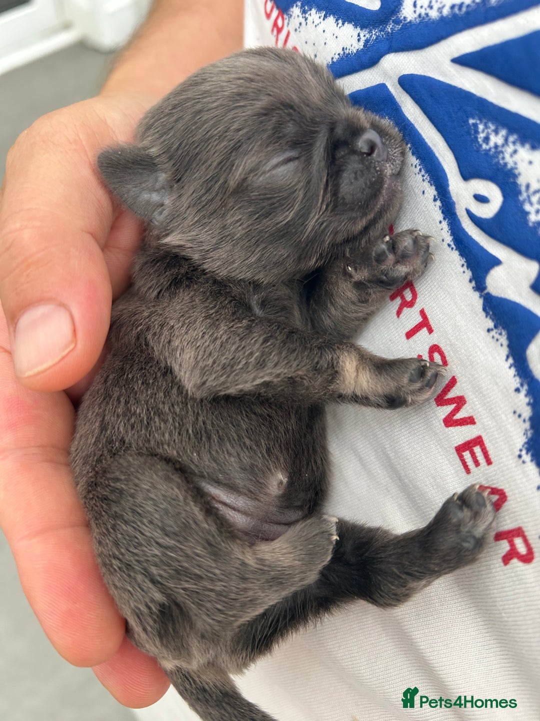 Pug dogs for sale: Beautiful Pug puppies - Image 3