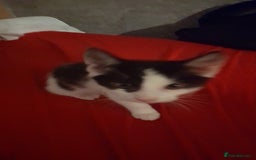 British Shorthair cats for sale: British shorthair kittens  - Image 4