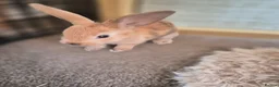 Mini Lop rabbits for sale: 🐰5 Beautiful Baby Rabbits for Loving Homes 🐰 - Advert 4