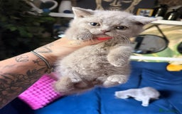 British Shorthair cats for sale: British Shorthair Champion Line kittens 🏆🥇😻 - Image 32