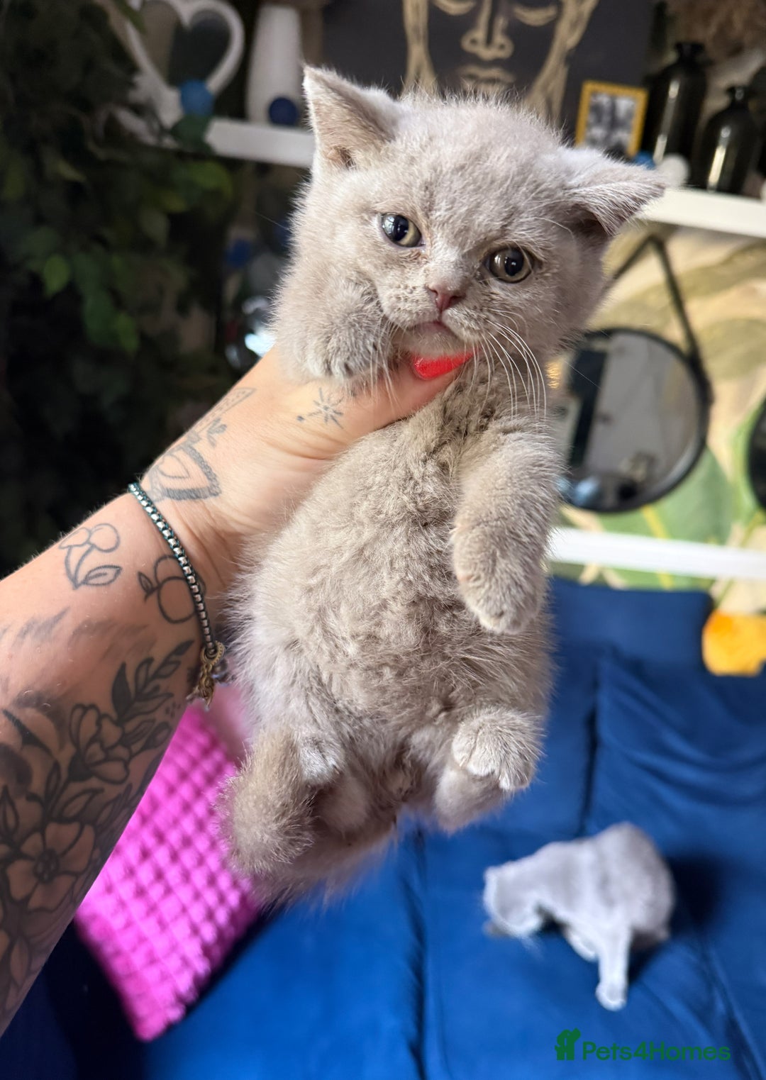 British Shorthair cats for sale: British Shorthair Champion Line kittens 🏆🥇😻 - Image 32