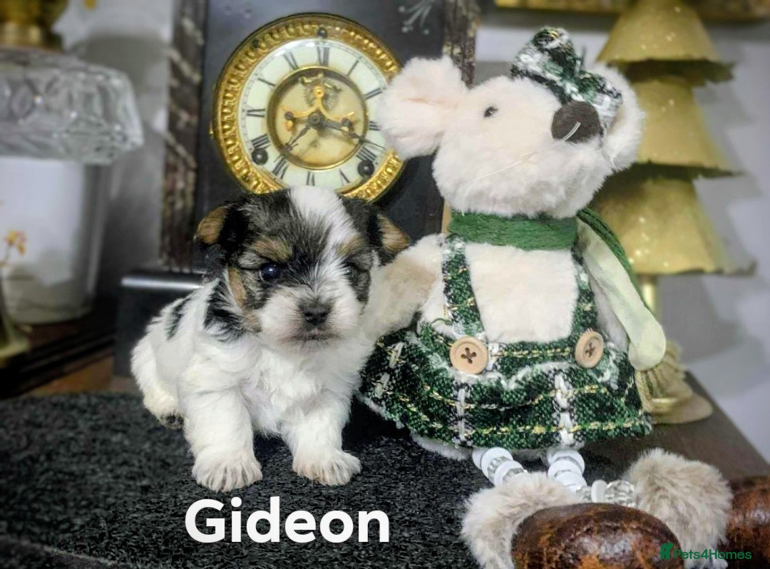 Biewer Terrier dogs for sale: Biewer Terrier puppies-White yorkie  - Advert 3