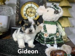 Biewer Terrier dogs Biewer Terrier puppies-White yorkie - Advert 5