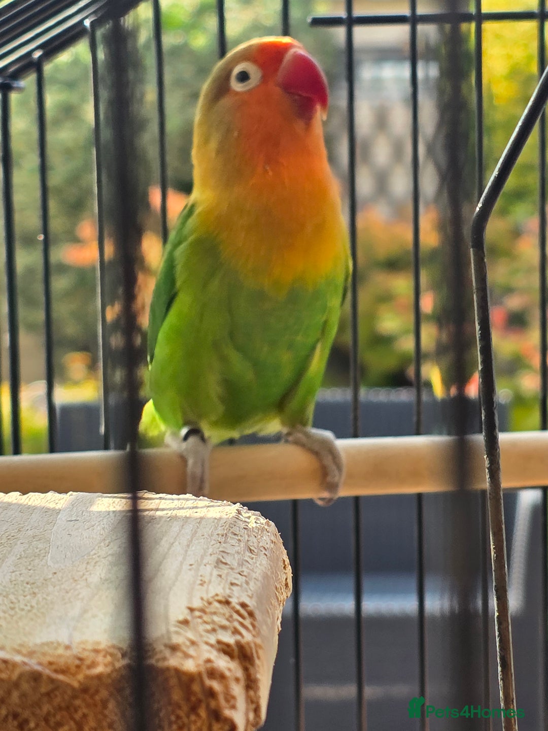 Lovebirds birds for sale: Mango  - Image 5