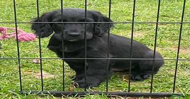 Cocker Spaniel dogs - Advert 10