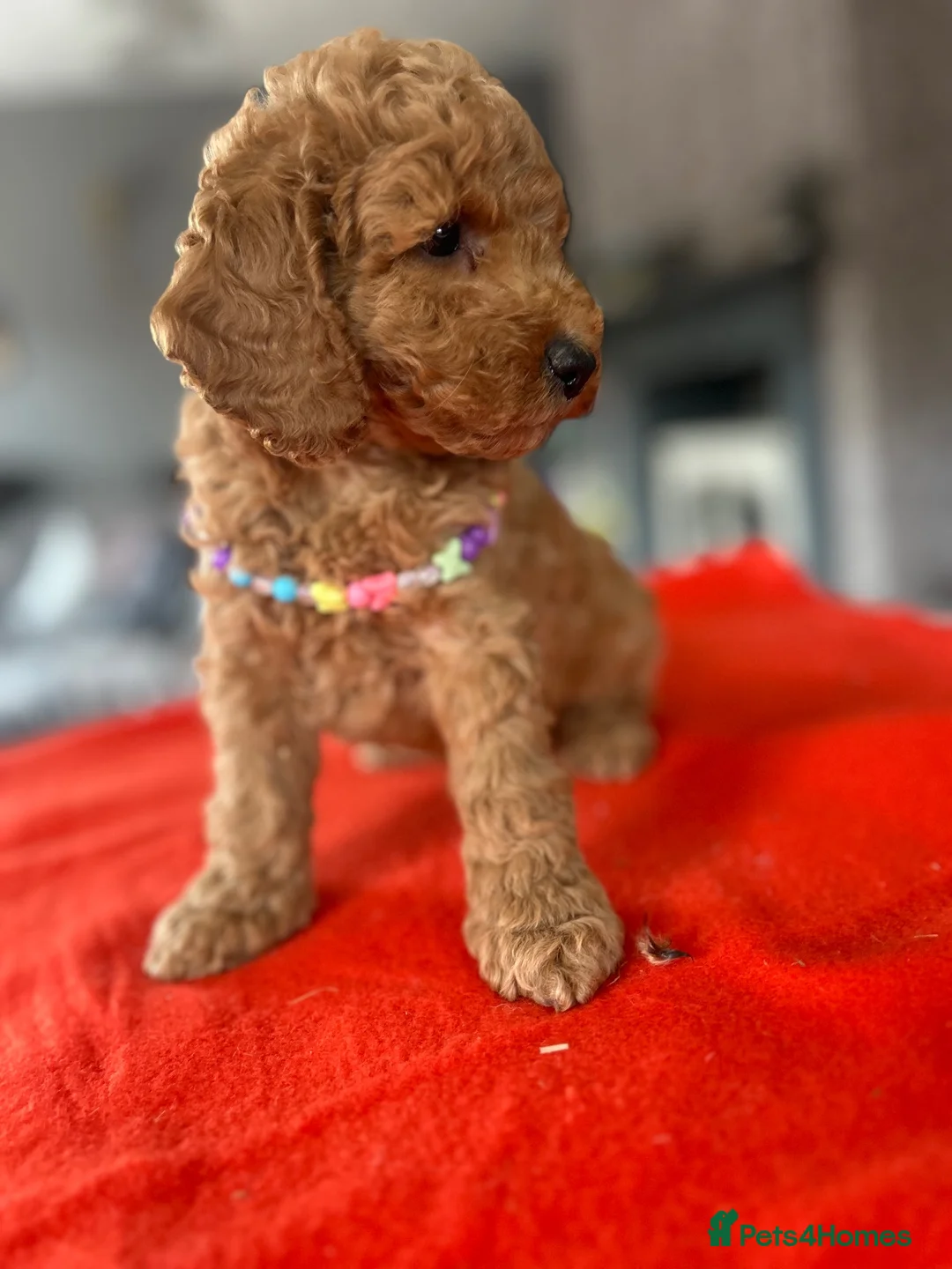 Poodle dogs for sale: Beautiful small poodle boys - Advert 1