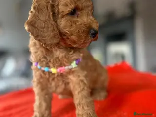 Poodle dogs Beautiful small poodle boys - Advert 1