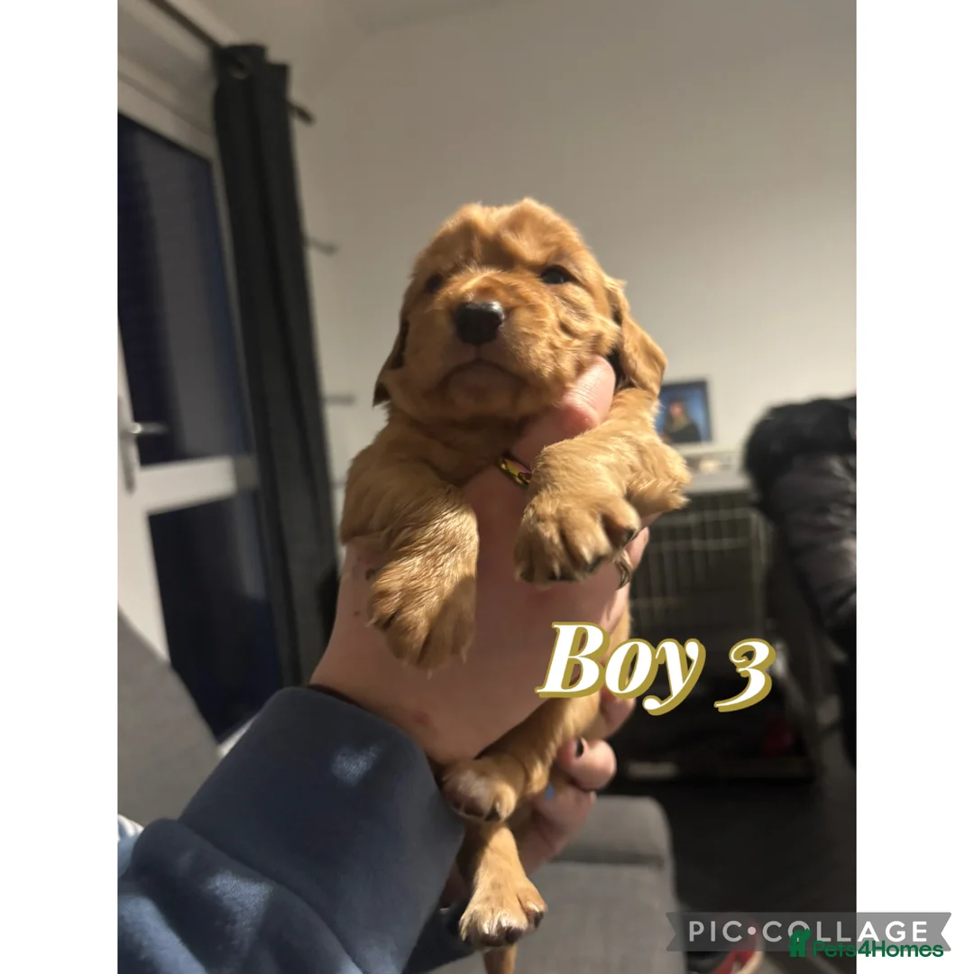 Cocker Spaniel dogs for sale: Cocker spaniel puppies  in Stockton-on-Tees - Advert 8