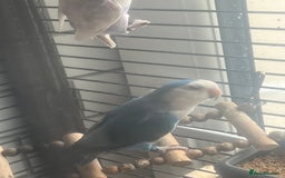 Lovebirds birds for sale: Beautiful lovebirds - Image 8