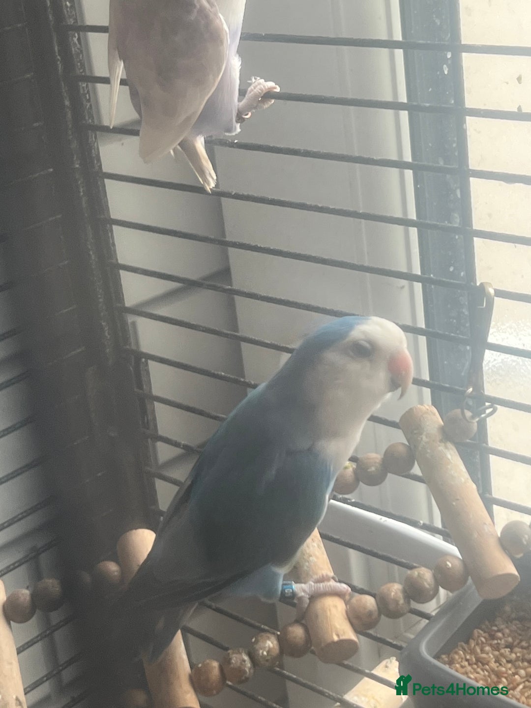 Lovebirds birds for sale: Beautiful lovebirds - Image 8