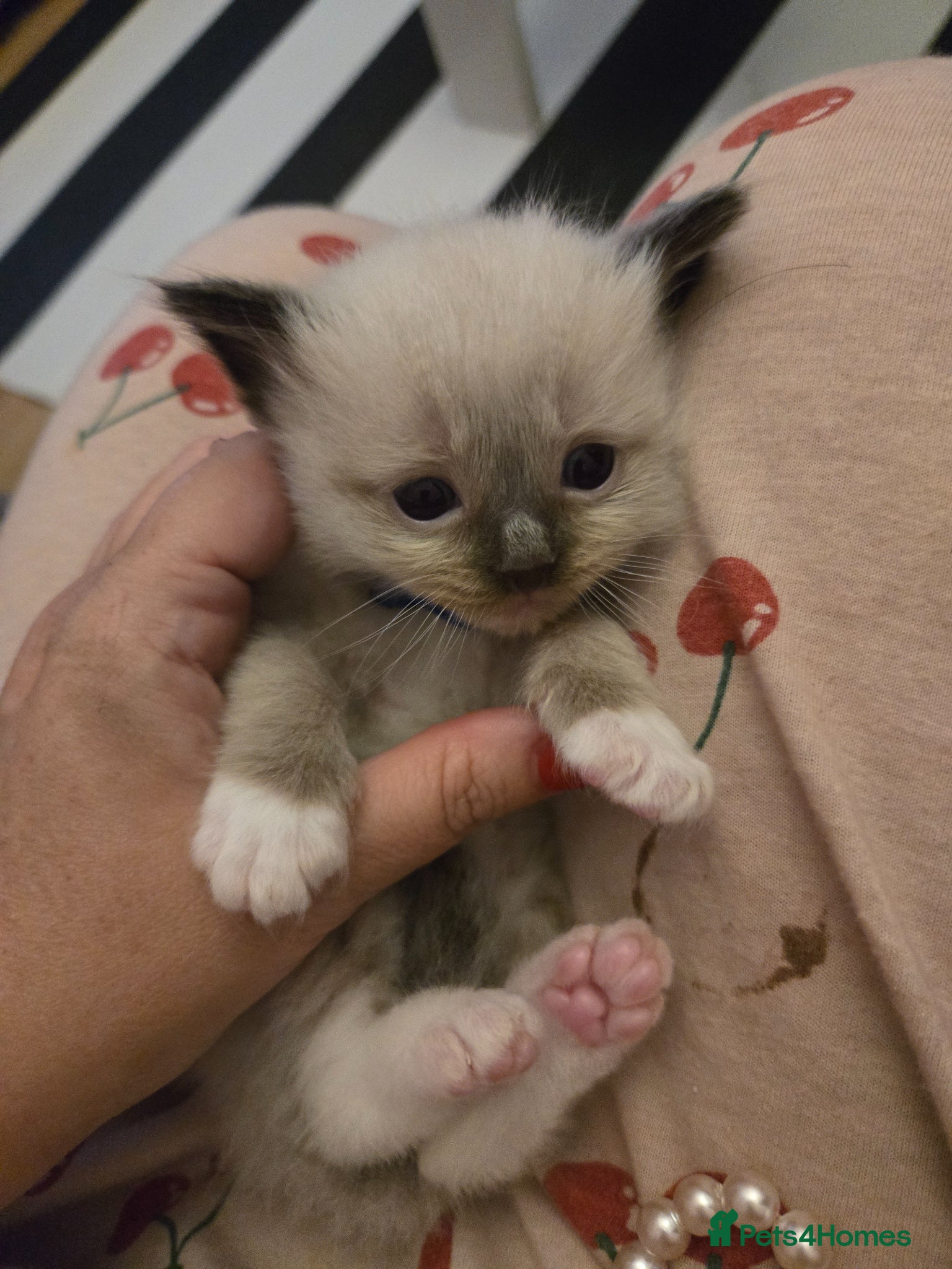 Ragdoll cats for sale: Stunning litter of Purebred Ragdoll kittens - Advert 18