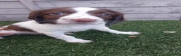 English Springer Spaniel dogs for sale: English springer spaniels in Bargoed - Advert 2