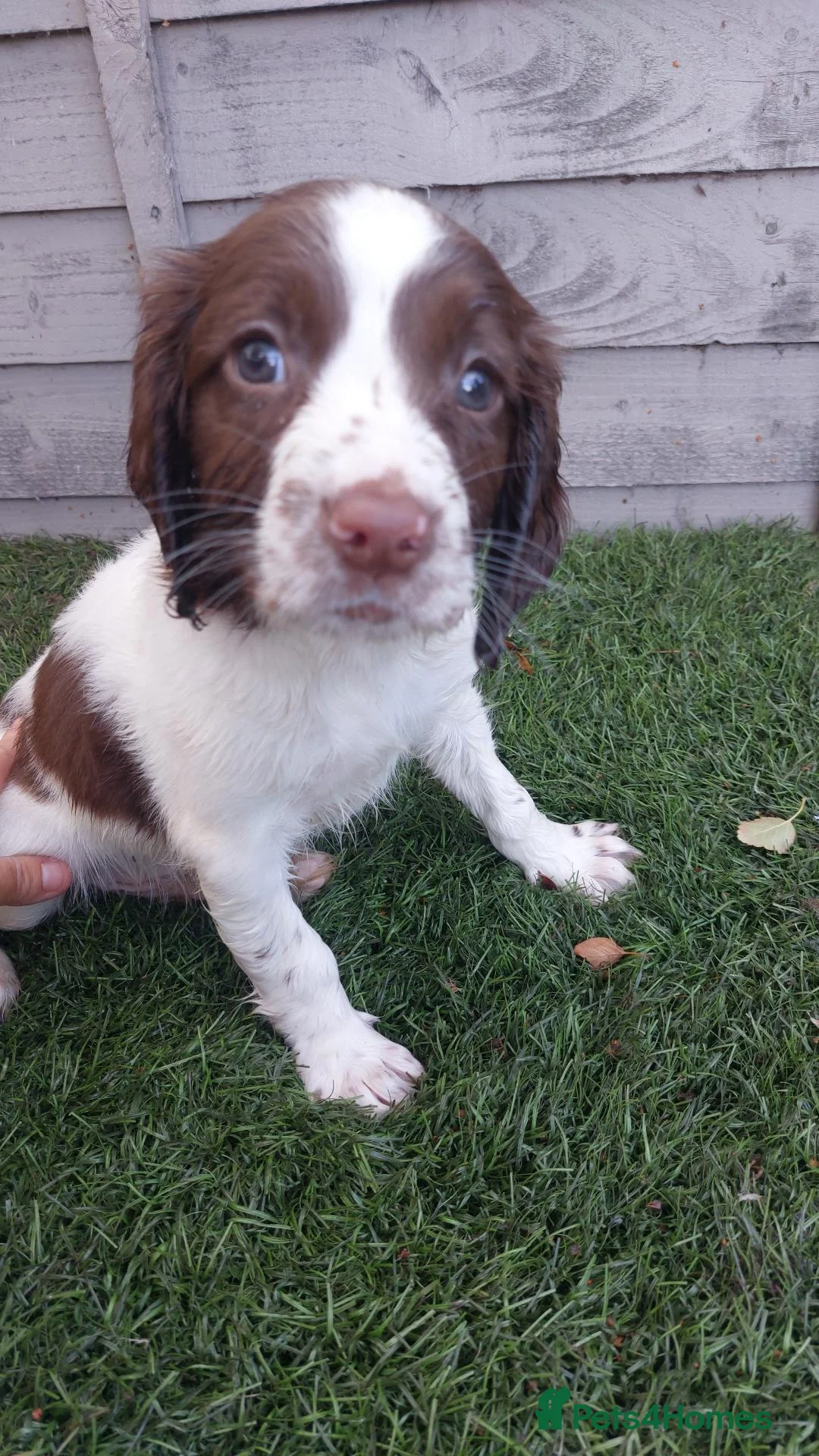English Springer Spaniel dogs for sale: English springer spaniels in Bargoed - Advert 2