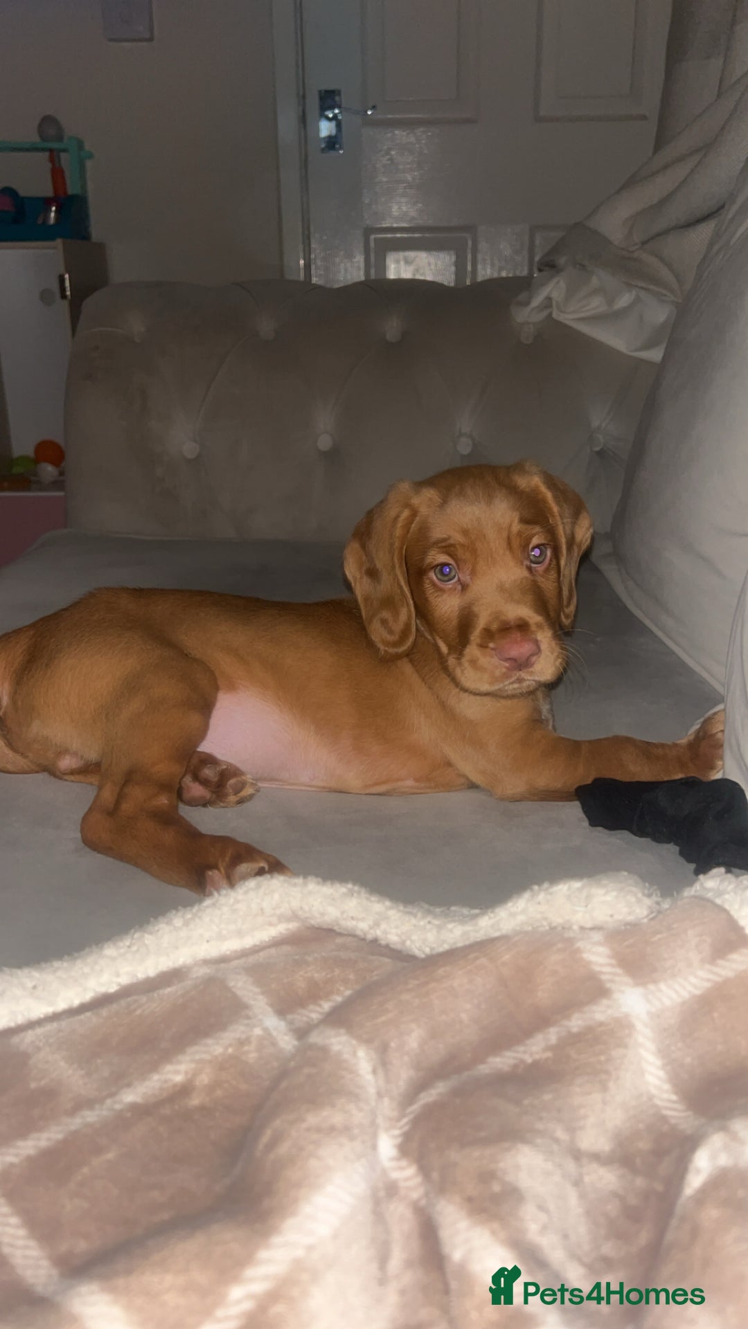 Cockerdor dogs for sale: 10 week old cockerdor  - Advert 2