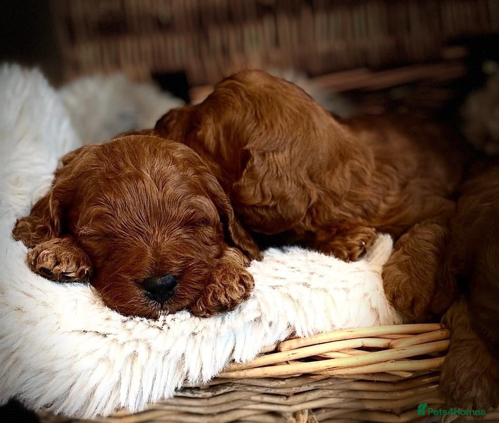 Cavapoo dogs MAHOGANY RED CAVAPOO PUPS  - Advert 7