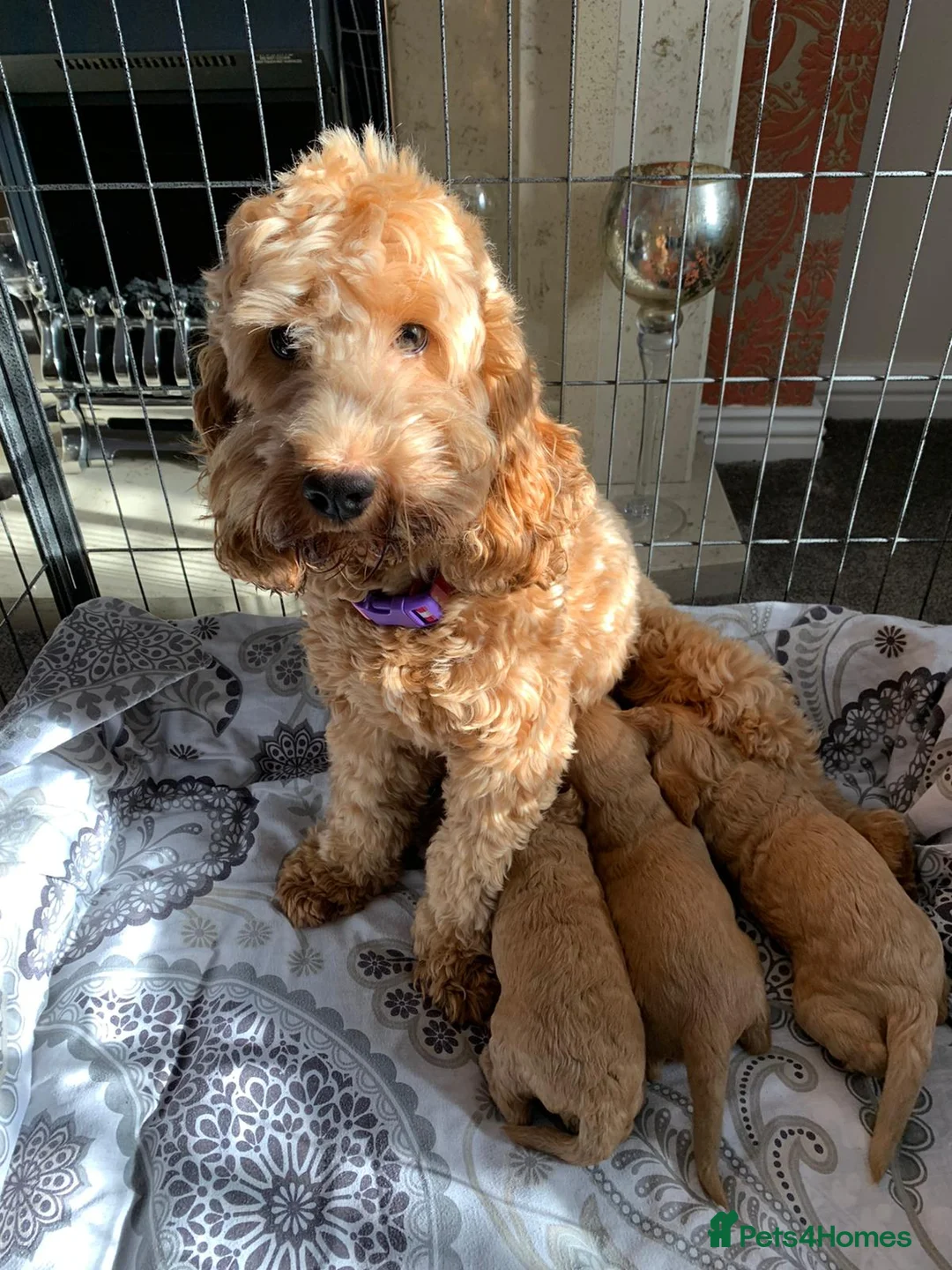 Miniature Poodle dogs for stud: Red K.C reg Miniature Poodle 4 Stud HEALTH TESTED in Chesterfield - Advert 19