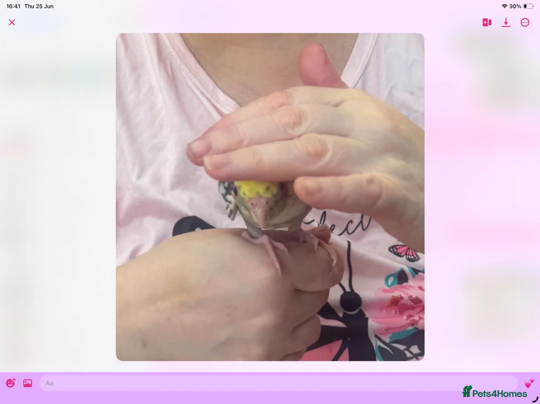 Cockatiels birds for sale: Baby cocktails for sale - Advert 2