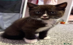 British Shorthair cats for sale: Luna’s Litter 🩶 - Image 2