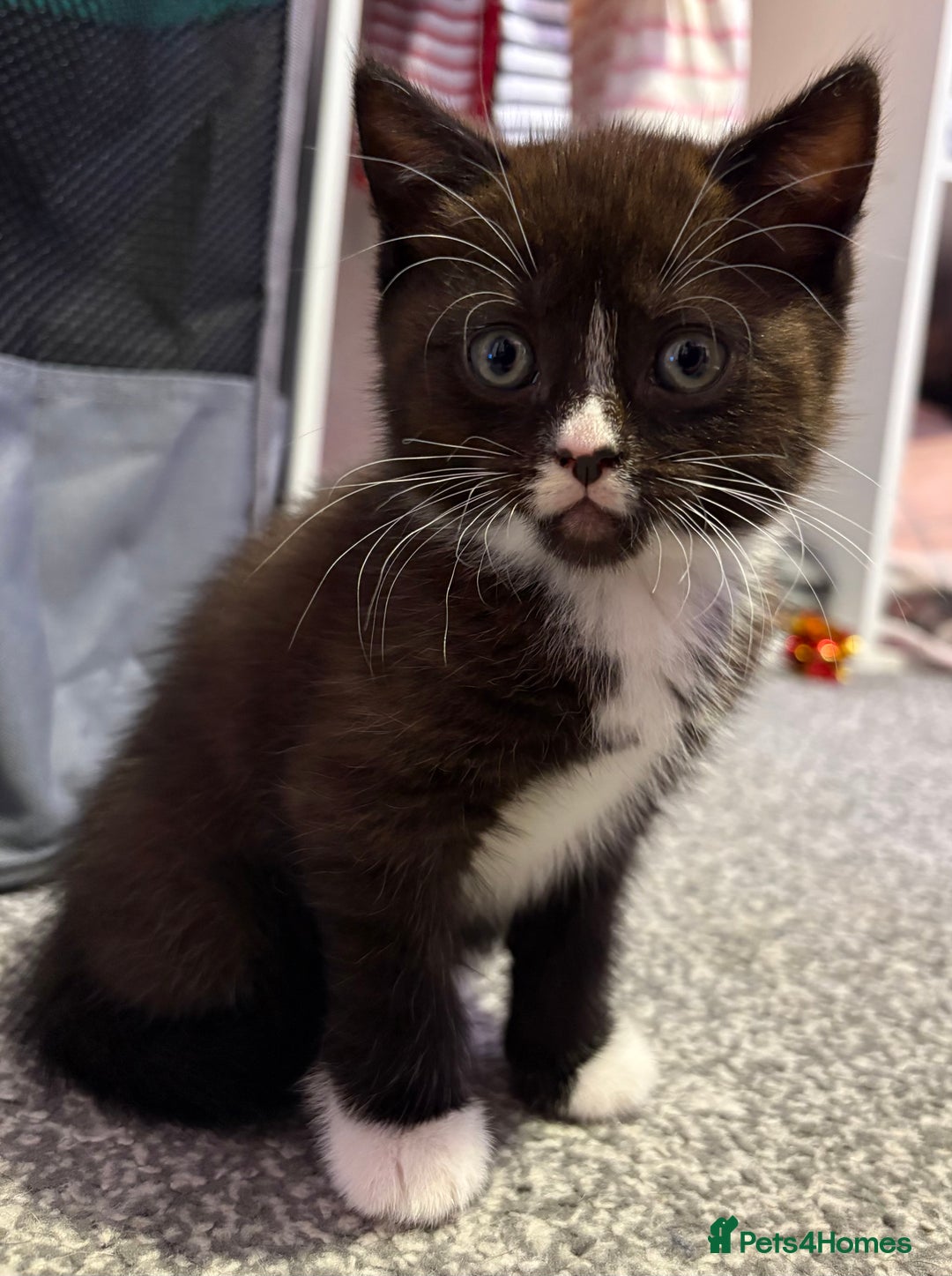 British Shorthair cats for sale: Luna’s Litter 🩶 - Image 2