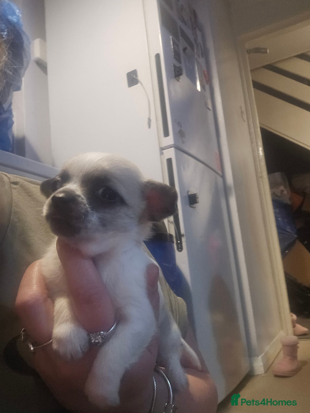 Chihuahua dogs for sale: Chihuahua puppies for sale  - Advert 9