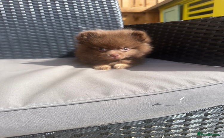 Pomeranian dogs - Advert 4