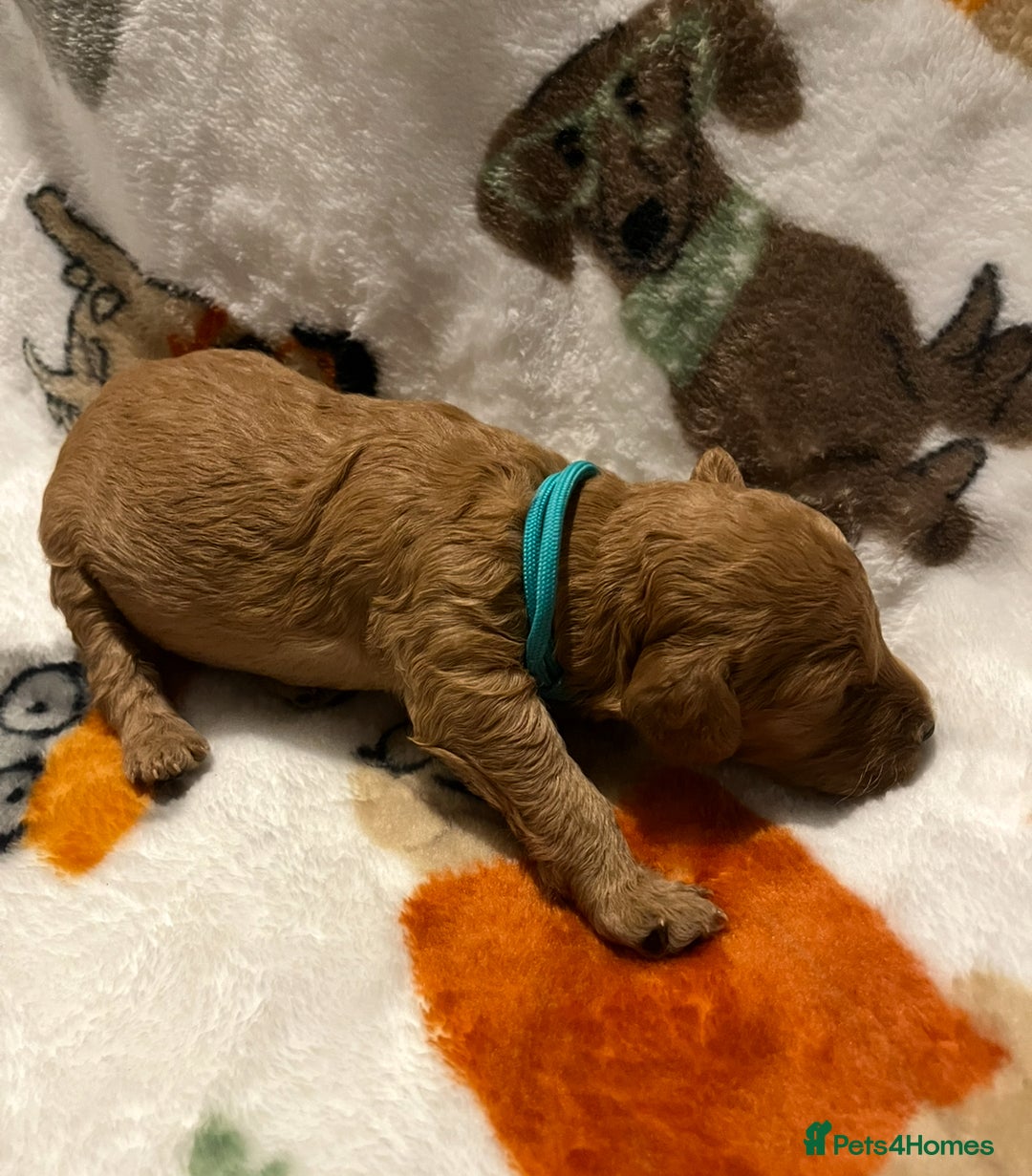 Mixed Breed dogs for sale: Mini Golden Doodle’s - Image 22