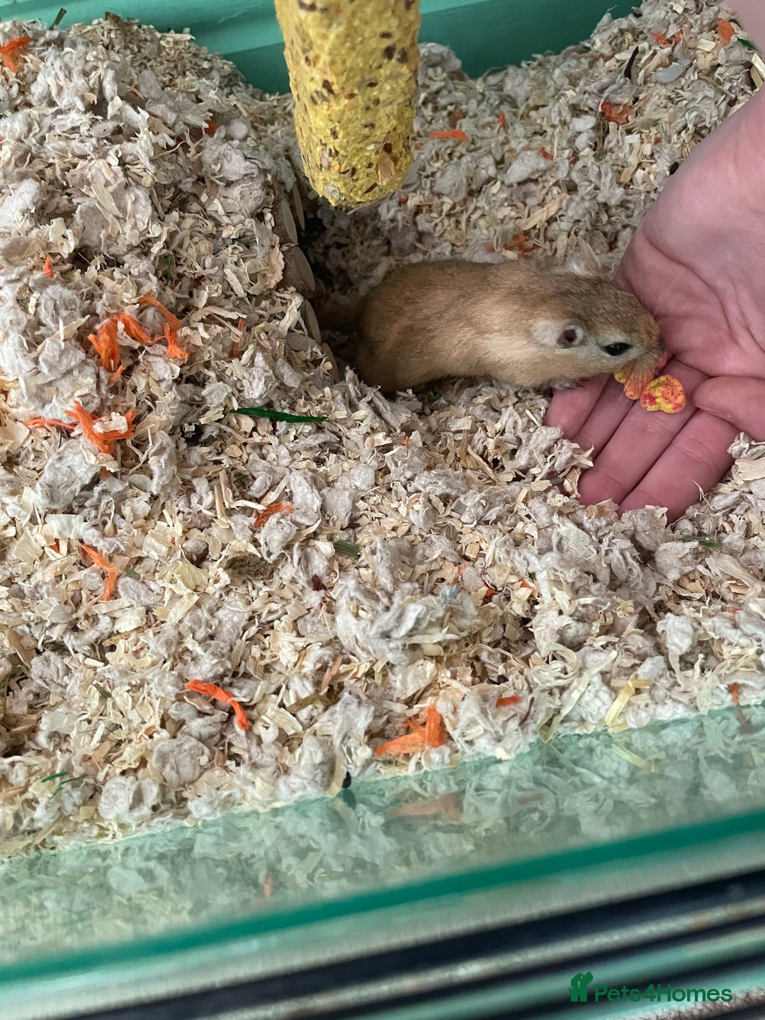Gerbil rodents for sale: Whiskey and Bourbon male gerbils + set up/supplies - Image 4