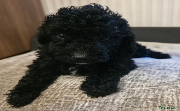 Cavapoo dogs - Advert 3