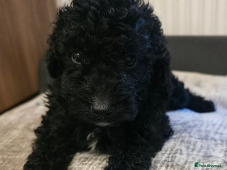 Cavapoo dogs - Advert 15