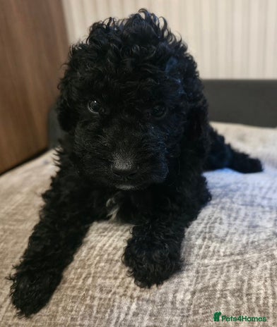 Cavapoo dogs - Advert 3
