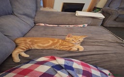 Mixed Breed cats for sale: Ginger little boy  - Image 1