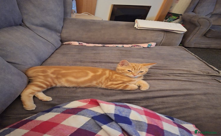 Mixed Breed cats - Advert 12