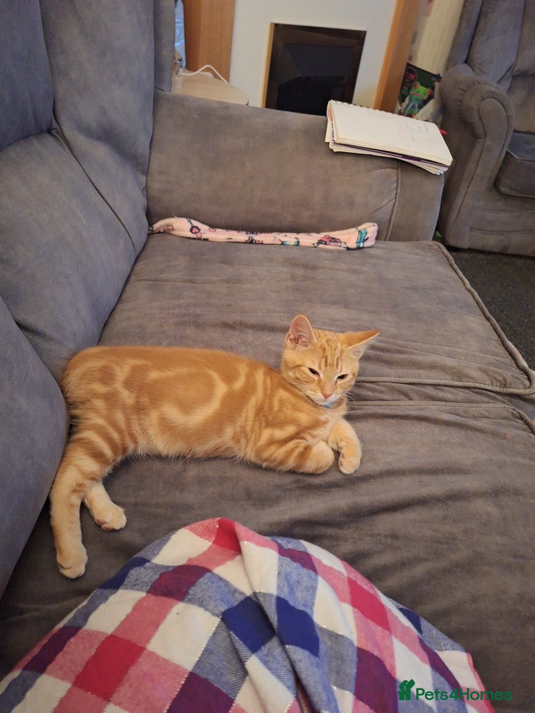 Mixed Breed cats for sale: Ginger little boy  - Image 1