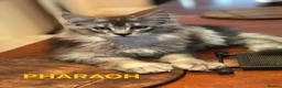 Maine Coon cats for sale: POLYDACTYL MAINE COON KITTENS - Advert 5