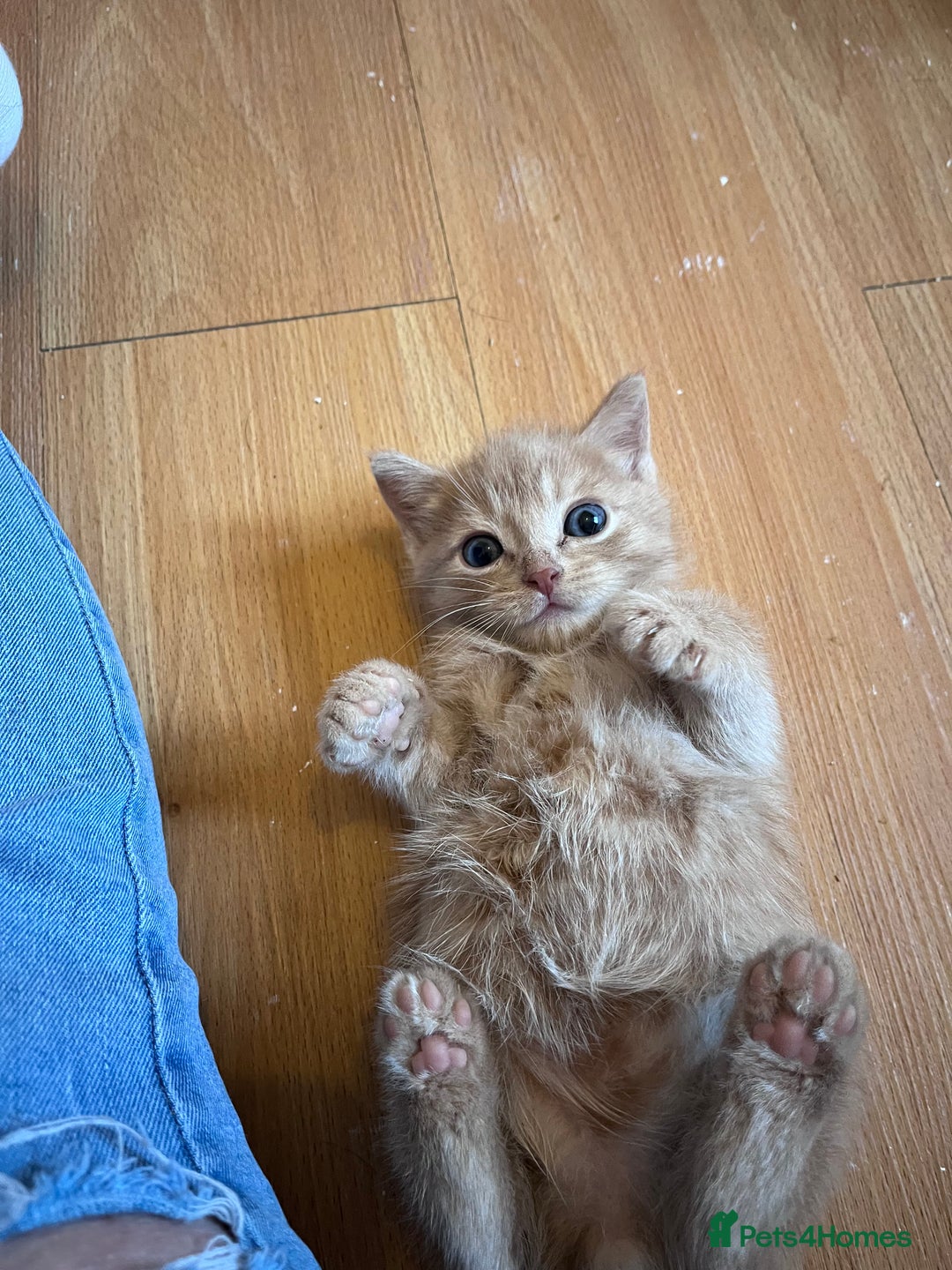 Mixed Breed cats for sale: Beautiful friendly kittens  - Advert 6