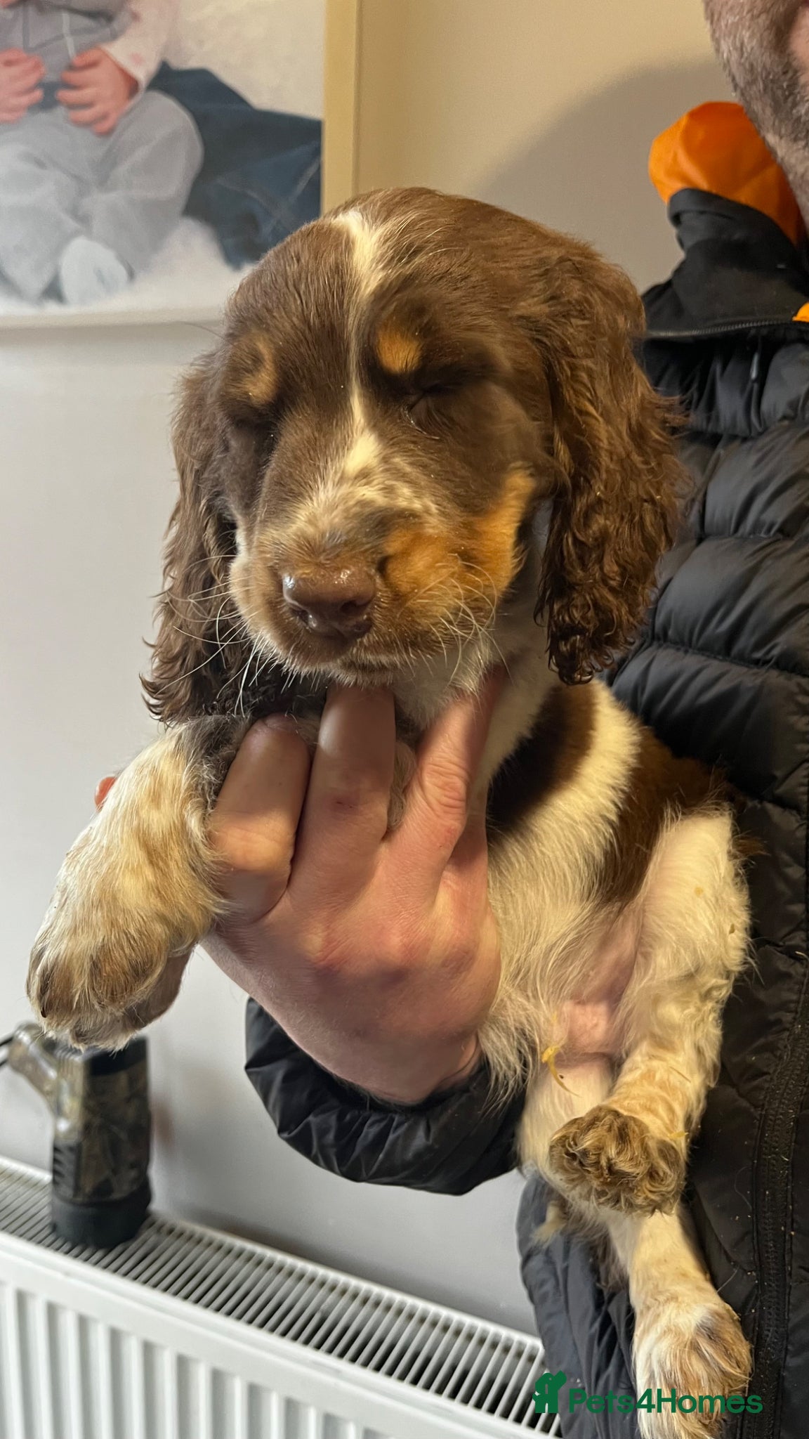 Cocker Spaniel dogs Beautiful cocker spanial pups  - Advert 7