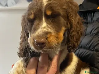 Cocker Spaniel dogs Beautiful cocker spanial pups - Advert 7